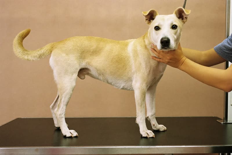 A dog standing on a grooming table being handled