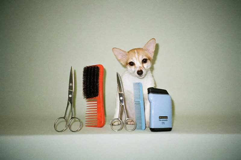 Grooming tools laid out ready for use