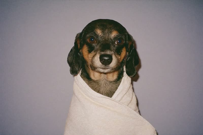 A small dog wrapped in a towel after a bath