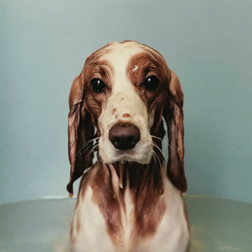 A wet spaniel part-way through a bath