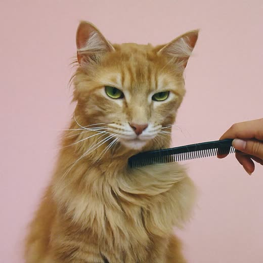A long-haired cat being combed